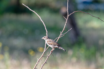 A sparrow sits on a branch in the garden. Constantly in search of food.