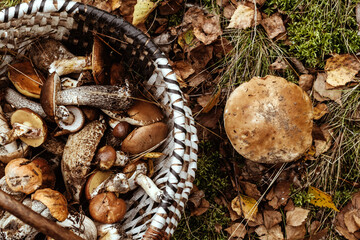 Porcini mushrooms in autumn forest. Nutrition for vegetarians and diabetics.