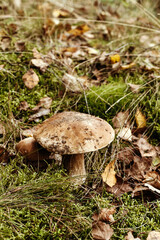 Porcini mushrooms in autumn forest. Nutrition for vegetarians and diabetics.