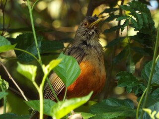 Sabiá laranjeira (Turdus sp)