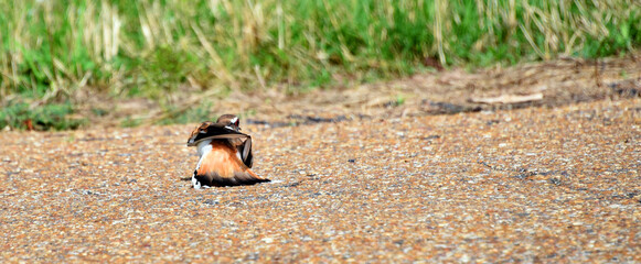 Instinct to Protect Nesting Area