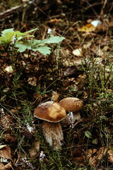 Two boletus in autumn forest. Nutrition for vegetarians and diabetics.