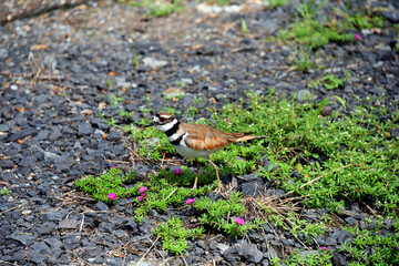 KIlldeer Stands Among Flowers