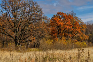 Golden autumn in the fields with orange trees