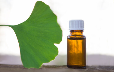 Fresh  big leaves ginko biloba essential oil.