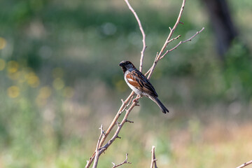 A sparrow sits on a branch in the garden. Constantly in search of food.