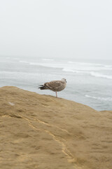 sea gull on a cliff by the ocean