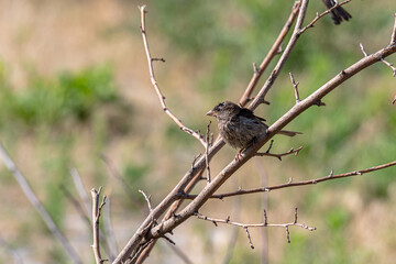 A sparrow sits on a branch in the garden. Constantly in search of food.