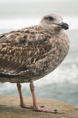 Fototapeta premium seagull close up