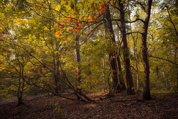 autumn in the forest