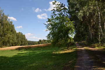 path at the edge of a forest