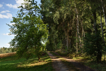 path at the edge of a forest
