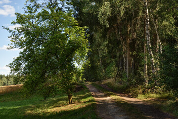 path at the edge of a forest