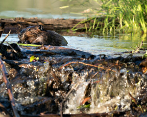 Beaver Stock Photos. Beaver close-up profile view, building a dam in a river in the middle of forest displaying brown wet fur, body, head, ears, eye, nose, paw, fur, in its habitat and environment.