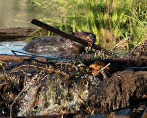 Beaver Stock Photos.  Beaver close-up profile view, carrying a branch in its mouth to build a dam in a river in the middle of forest displaying brown wet fur, body, head, ears, eye, nose, paw, fur.