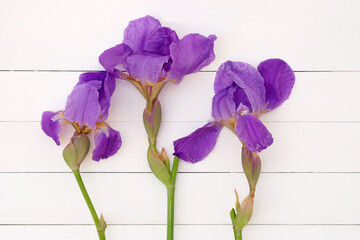 Purple irises on a white wooden background. Beautiful floral background. Irises purple three branches.