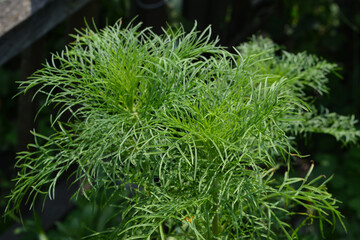 Openwork green leaves of cosmos flower.