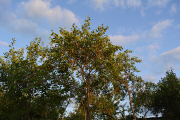 Plum trees in evening garden. Summer scene in fruit orchard