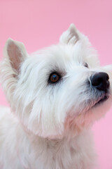 ウエストハイランドホワイトテリア