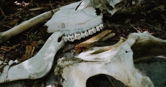 Animal remains