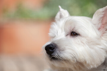 ウエストハイランドホワイトテリア