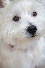 ウエストハイランドホワイトテリア