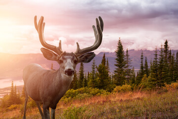 A male Deer in Canadian Nature during colorful Fall Season. Image composite with Background located in Yukon, Canada. Colorful Sunset