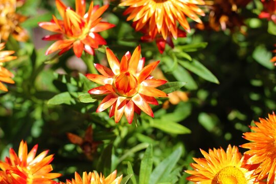A beautiful gentian plant on Lake Constance. 

