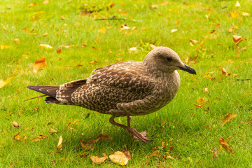 Seagull with a sore paw on green grass