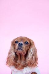 キャバリアキングチャールズスパニエルの顔