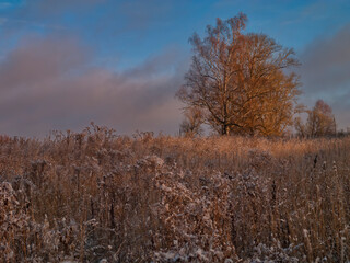 Autumn sunrise on frozen meadow with lonely birch tree