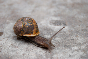 snail on a stone