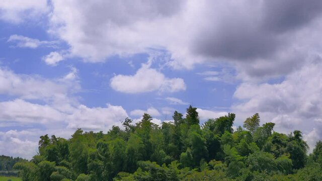 新緑の木と青空と流れる雲