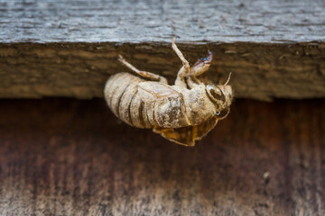 Cicada Locust shell stuck on a fence