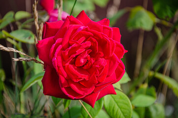 A lush red rose in the garden on a summer day.
