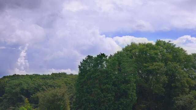 新緑の木と青空と流れる雲