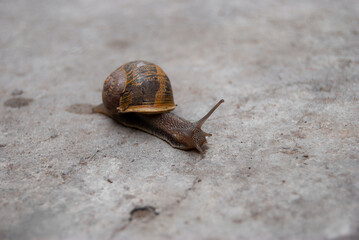 snail on a stone