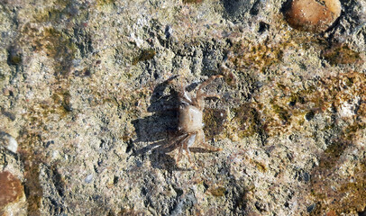 sea crab on the black sea coast