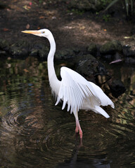 White Heron stock photo.  Close-up profile view in the water with its spread wings displaying its white plumage, head,  beak, long neck, with blur background in its environment and habitat. Image. 
