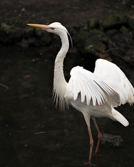 White Heron Stock Photos.  Close-up profile view displaying its white feathers plumage, spread wings, body, beak, with blur background in its environment and habitat. Picture. Portrait. Photo. Image.