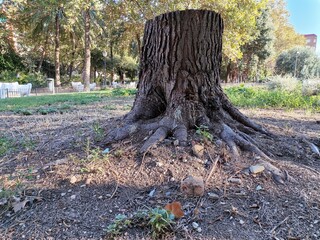 Tree trunk in a park 2