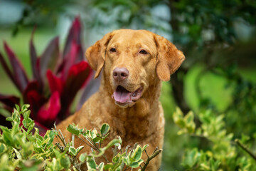 Dog: Sedge Chesapeake Bay Retriever Sitting in foliage