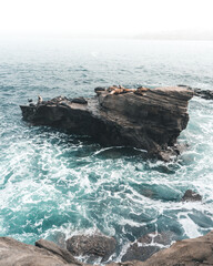 Walrus on a rock by the ocean