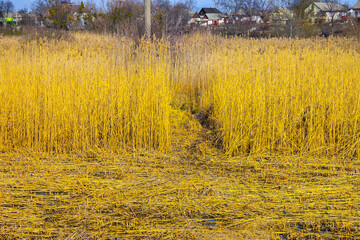 yellow dry bulrush bushes in nature