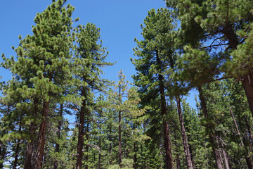 Fir trees in the high sierra forest around lake Tahoe