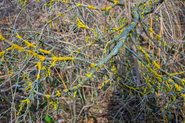 Tree branches covered with moss, nature