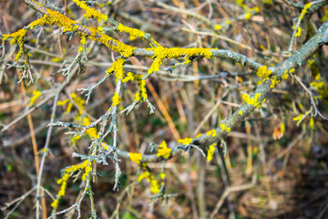 Tree branches covered with moss, nature