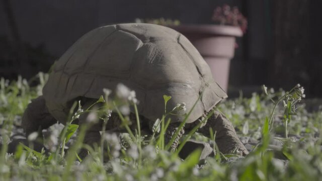 turtle tail walking away in garden