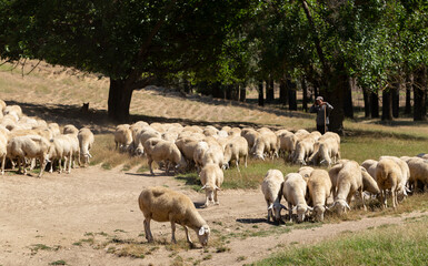 A herd of goats and sheep. Animals graze in the meadow. Pastures of Europe.
