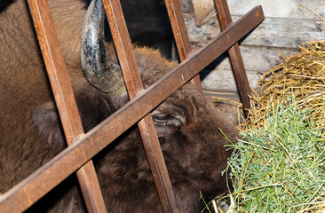 European bison (Bison bonasus), also known as the wisent. The existence of an animal in the...